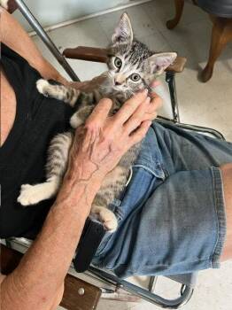 Dianthus -  Domestic Short Hair Cat for Adoption in Zephyrhills, Florida - Dianthus | PetCurious