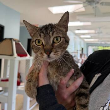 Ronaldo -  Domestic Short Hair Cat for Adoption in Riverwoods, Illinois - Ronaldo | PetCurious