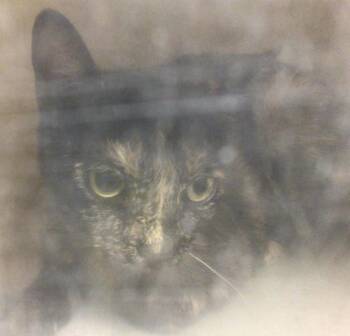 Domestic Short Hair Cats Available for Adoption in Riverside, California - ELURA | PetCurious