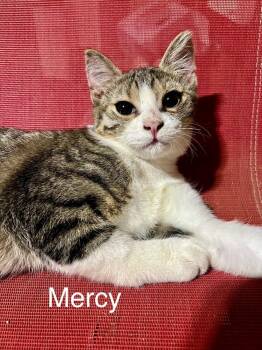 Mercy -  Domestic Short Hair Cat for Adoption in Plumerville, Arkansas - Mercy | PetCurious
