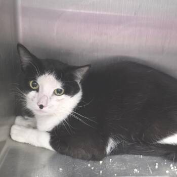Gryffin -  Domestic Short Hair Cat for Adoption in Fort Wayne, Indiana - Gryffin | PetCurious