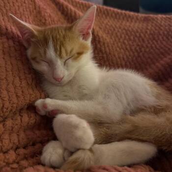 Cooper DeJean -  Domestic Short Hair Cat for Adoption in York, Pennsylvania - Cooper DeJean | PetCurious