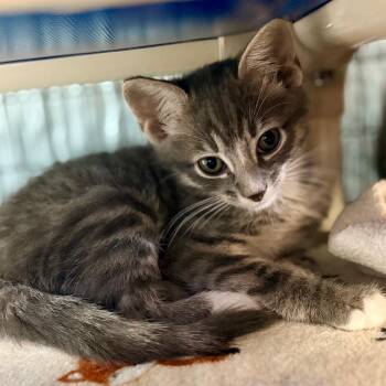 Thunder -  Domestic Short Hair Cat for Adoption in Clarksville, Arkansas - Thunder | PetCurious