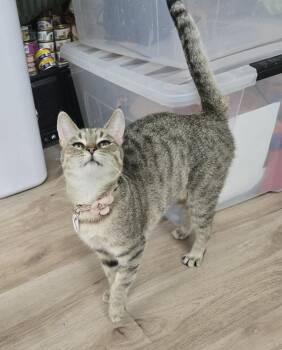 Equinox -  Domestic Short Hair Cat for Adoption in Tucson, Arizona - Equinox | PetCurious