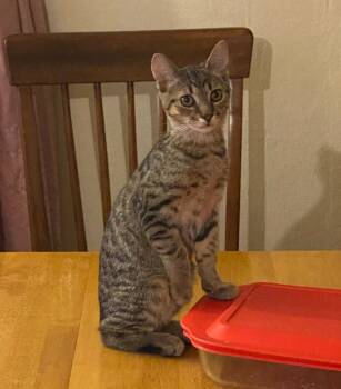 Rescue Domestic Short Hair Cats for Adoption in Camp Hill, Pennsylvania - Toast Malone | PetCurious