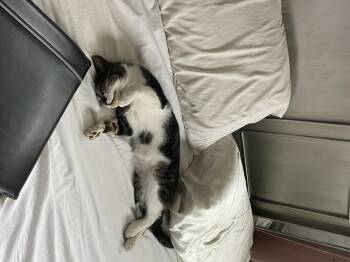 Jonah -  Domestic Short Hair Cat for Adoption in Lafayette, Colorado - Jonah | PetCurious