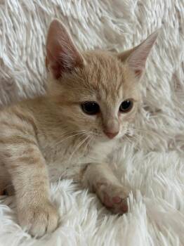 Hala -  Domestic Short Hair Cat for Adoption in Oceanside, California - Hala | PetCurious