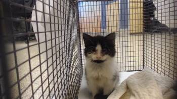MANGO -  Domestic Short Hair Cat for Adoption in Doral, Florida - MANGO | PetCurious