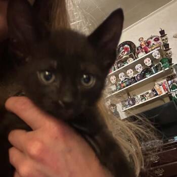 Midnight -  Domestic Short Hair Cat for Adoption in Huntington, West Virginia - Midnight | PetCurious