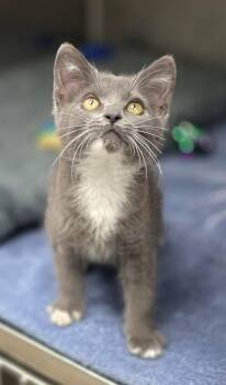 Peavy -  Domestic Short Hair Cat for Adoption in Beaverton, Oregon - Peavy | PetCurious