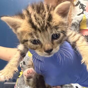 Michael -  Domestic Short Hair Cat for Adoption in Philadelphia, Pennsylvania - Michael | PetCurious