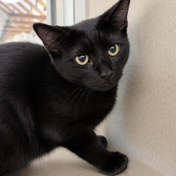 Go on Git -  Domestic Short Hair Cat for Adoption in Gloucester, Virginia - Go On Git | PetCurious