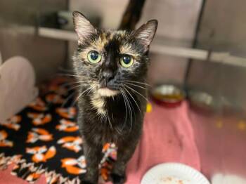 Domestic Short Hair Cats Available for Adoption in Fort Wayne, Indiana - LINDA | PetCurious
