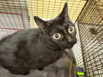 LIBERTY -  Domestic Short Hair Cat for Adoption in Tustin, California - LIBERTY | PetCurious