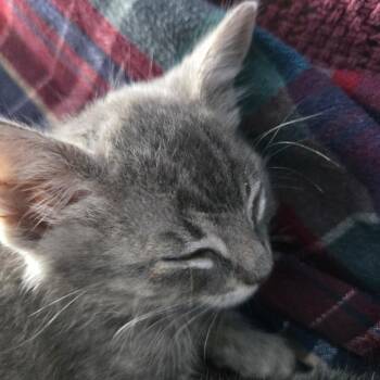Strawberry -  Domestic Short Hair Cat for Adoption in Coos Bay, Oregon - Strawberry | PetCurious