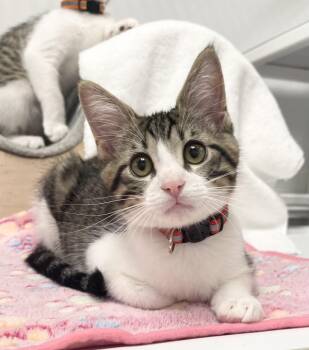 Raphael - Riley Fuzzel Petsmart -  Domestic Short Hair Cat for Adoption in Spring, Texas - Raphael - Riley Fuzzel Petsmart | PetCurious