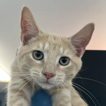 Simba -  Domestic Short Hair Cat for Adoption in Ruckersville, Virginia - Simba | PetCurious