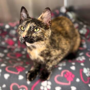 Rescue Domestic Short Hair Cats for Adoption in Dixon, Illinois - Clawdeen | PetCurious
