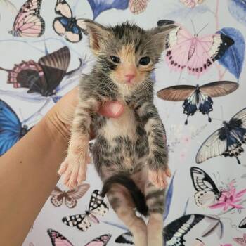 Animal -  Domestic Short Hair Cat for Adoption in Costa Mesa, California - Animal | PetCurious