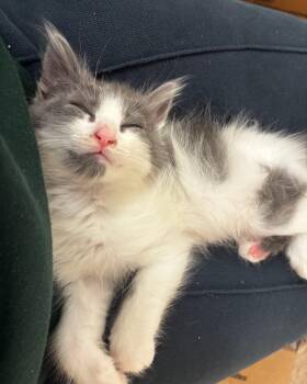 Lewis (bonded with Kali) -  Domestic Long Hair Cat for Adoption in San Francisco, California - Lewis (bonded With Kali) | PetCurious
