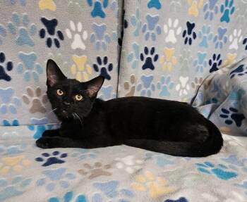 Ted -  Domestic Short Hair Cat for Adoption in Wabash, Indiana - Ted | PetCurious