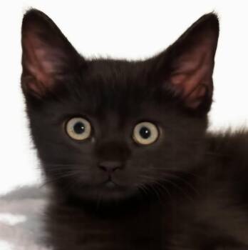 Joaquin -  Domestic Short Hair Cat for Adoption in Newport, Tennessee - Joaquin | PetCurious