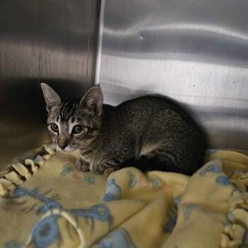 Rescue Domestic Short Hair Cats for Adoption in Rexburg, Idaho - Swiss | PetCurious