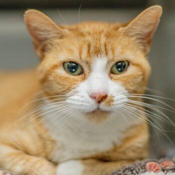 Marmalade -  Tabby Cat for Adoption in Hilton Head Island, South Carolina - Marmalade | PetCurious