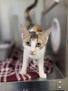 Allegro -  Domestic Short Hair Cat for Adoption in Westland, Michigan - Allegro | PetCurious
