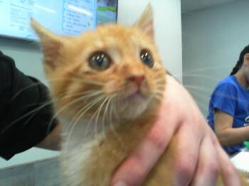 A1266554 -  Domestic Medium Hair Cat for Adoption in Charlotte, North Carolina - A1266554 | PetCurious