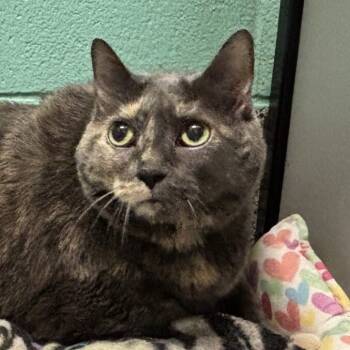 Rescue Domestic Short Hair Cats for Adoption in Lakewood, Colorado - Bailey | PetCurious