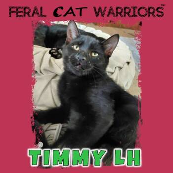 Rescue Domestic Short Hair Cats for Adoption in Kingman, Arizona - Timmy LH | PetCurious