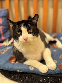 Draco -  Domestic Short Hair Cat for Adoption in Mission Viejo, California - Draco | PetCurious