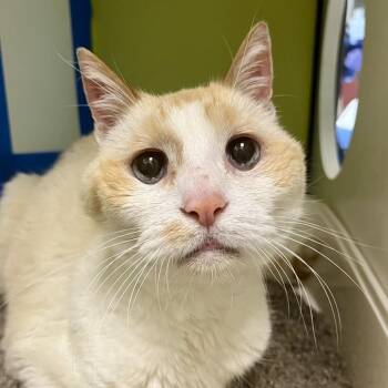 Tiktok -  Domestic Short Hair Cat for Adoption in Temecula, California - Tiktok | PetCurious
