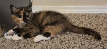 NUTTY BUTTER -  Domestic Short Hair Cat for Adoption in Colorado Springs, Colorado - NUTTY BUTTER | PetCurious