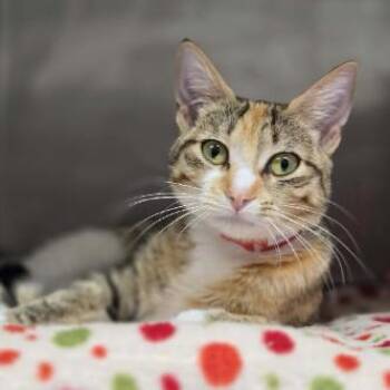 Rhea Ripley -  Domestic Short Hair Cat Available for Adoption in Madison, Wisconsin - Rhea Ripley | PetCurious