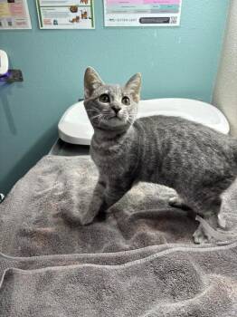 Grethel -  Domestic Short Hair Cat for Adoption in Sherwood, Oregon - Grethel | PetCurious