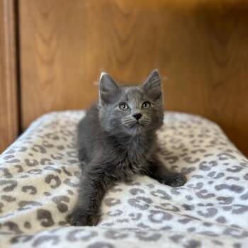 Kwik--In Foster -  Domestic Medium Hair Cat for Adoption in Fargo, North Dakota - Kwik--In Foster | PetCurious