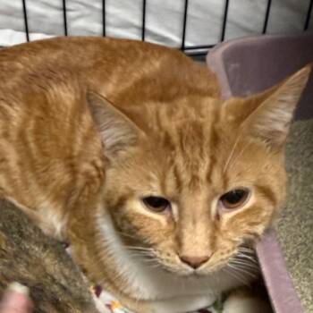 Domestic Short Hair Cats Available for Adoption - Cheese | PetCurious