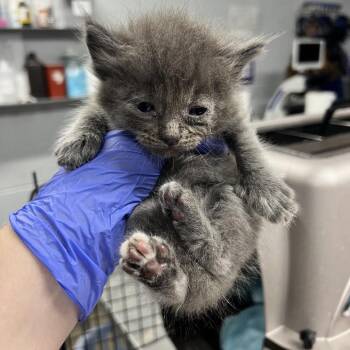Dave -  Domestic Medium Hair Cat for Adoption in Summerville, South Carolina - Dave | PetCurious