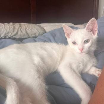 High Cotton -  Domestic Short Hair Cat for Adoption in Richmond, Virginia - High Cotton | PetCurious