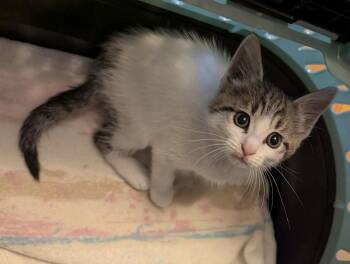 Dottie -  Domestic Short Hair Cat for Adoption in Warner Robins, Georgia - Dottie | PetCurious