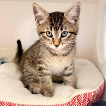 Window -  Domestic Short Hair Cat for Adoption in Ojai, California - Window | PetCurious