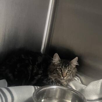 Moon - Butler Campus! -  Domestic Medium Hair Cat for Adoption in Flagstaff, Arizona - Moon - Butler Campus! | PetCurious