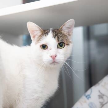 Krause -  Domestic Short Hair Cat for Adoption in Salt Lake City, Utah - Krause | PetCurious