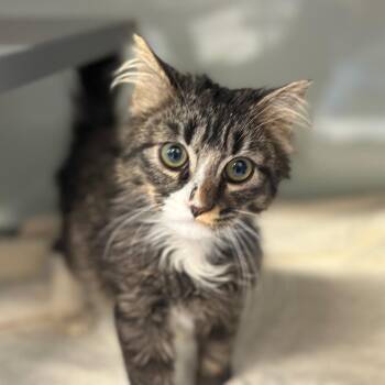 D47109 Bunsen -  Domestic Medium Hair Cat for Adoption in Port Washington, New York - D47109 Bunsen | PetCurious