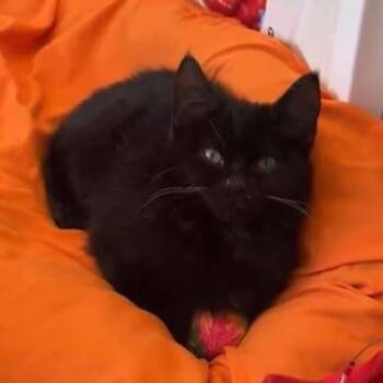 Domestic Short Hair Cats Available for Adoption - Wibbles - Severe CH | PetCurious