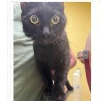 Black Magic -  Domestic Short Hair Cat for Adoption in New York, New York - Black Magic | PetCurious