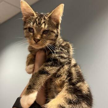 Atlas -  Domestic Short Hair Cat for Adoption in Chattanooga, Tennessee - Atlas | PetCurious