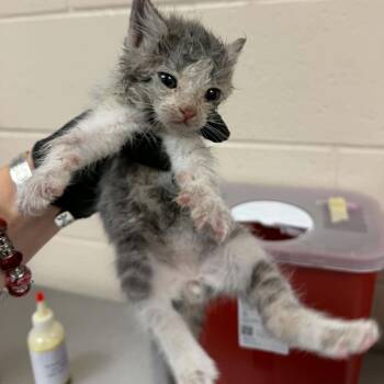 King Candy -  Domestic Short Hair Cat for Adoption in Reno, Nevada - King Candy | PetCurious